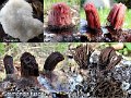 Stemonitis fusca-amf1780-1